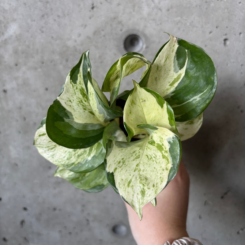 Pothos Manjula|4 inch