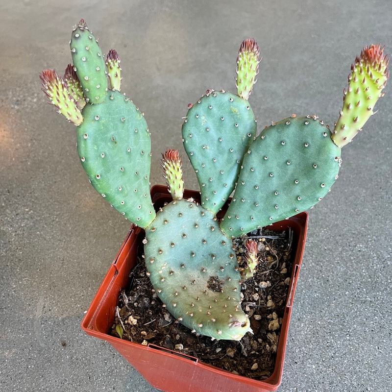 Prairie Fire Prickly Pear|6 Inch