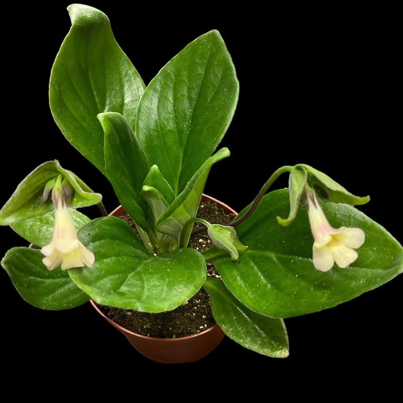 Primulina Aiko|4 Pot|6 Pot