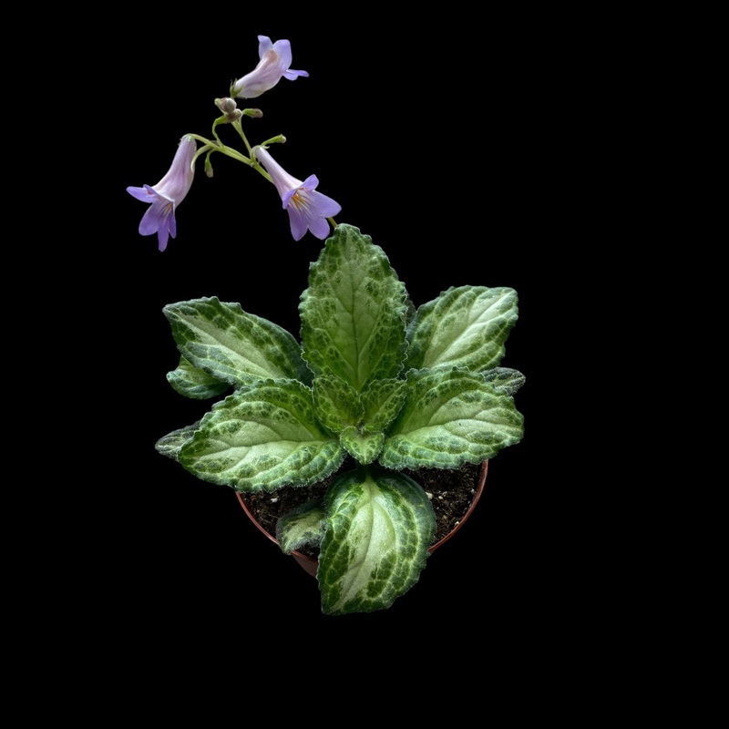 Primulina Destiny|6 Pot
