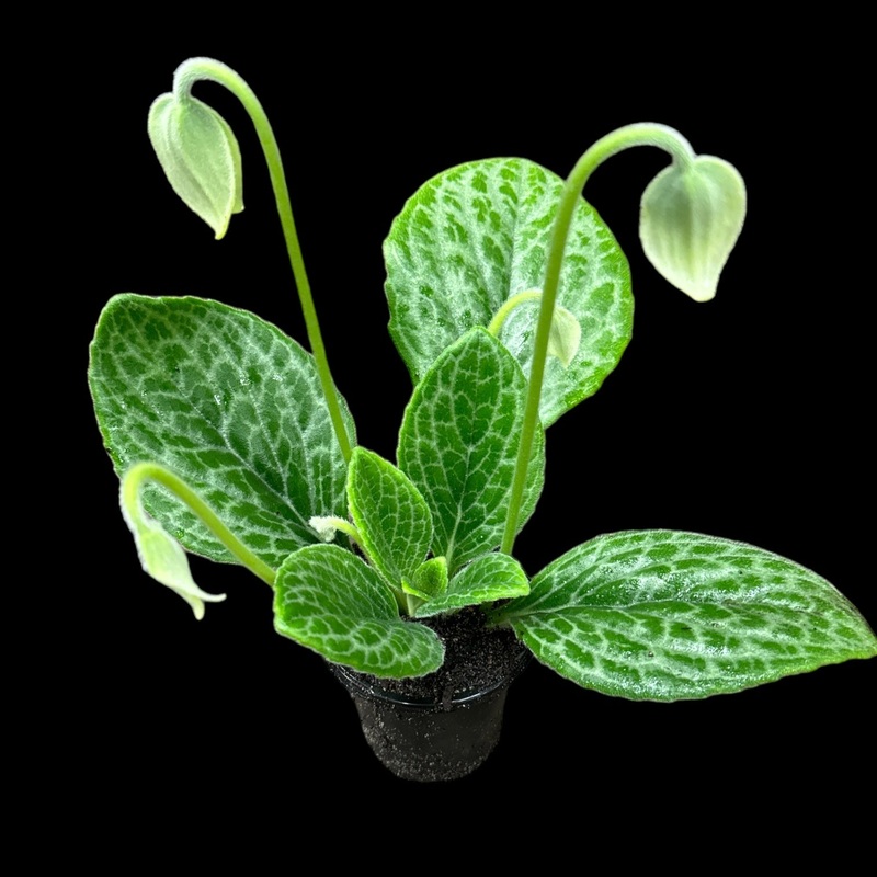 Primulina Naine Argente|6 Pot