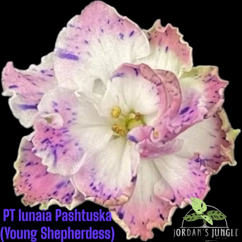 PT Iunaia Pashtuska|4″ Pot