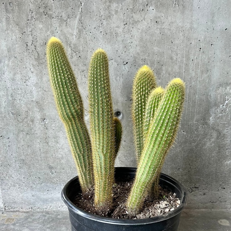 Red Foxtail Cactus|10 inch