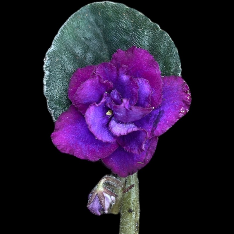 Regal Renegade|4″ Pot