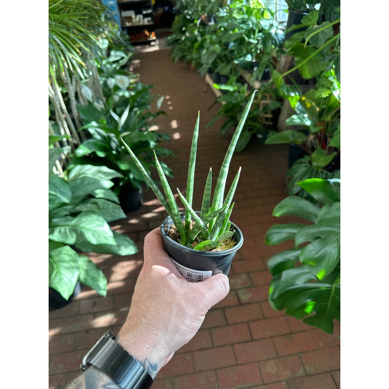 Sansevieria Cylindrica|4″ Pot|4″ Pot – 6 FInger Braid|6” Pot – Large Compact ”Trident”