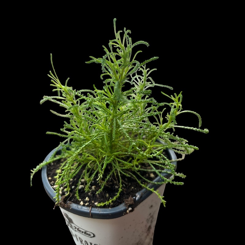 Santolina Viridis Olive Plant|4.33″ Pot