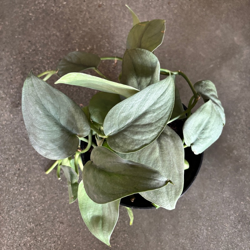Scindapsus Platinum|3.5 inch|4 inch|6 inch