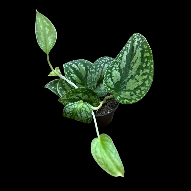 Scindapsus Tricolor|4 Pot