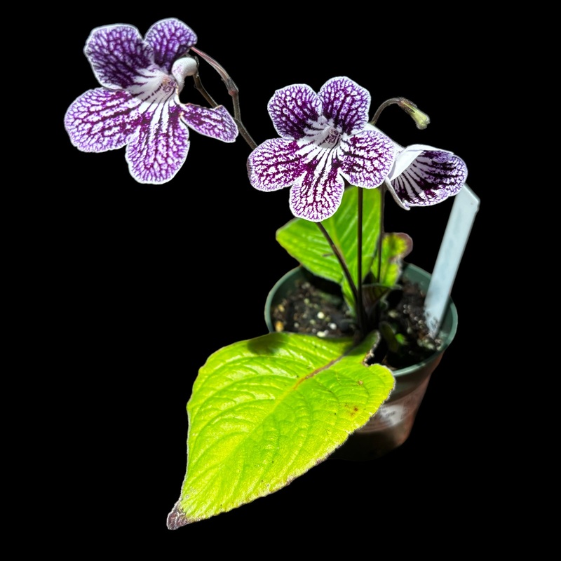 Streptocarpus Grape Ice|4″ Pot