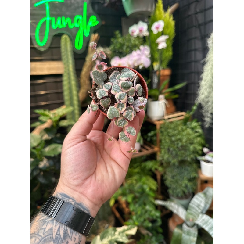 String of Hearts variegata ‘Pink’