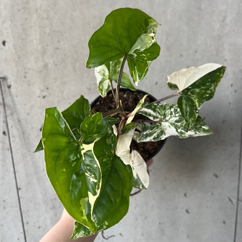 Syngonium ‘Albo’|4 inch