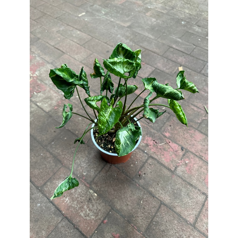 Syngonium Godzilla|4″ Pot|6″ Pot