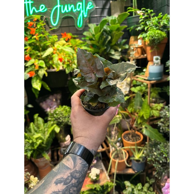 Syngonium ‘Merry-Maria’|4″ Pot