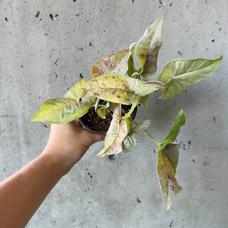 Syngonium ‘Milk Confetti’|4 inch