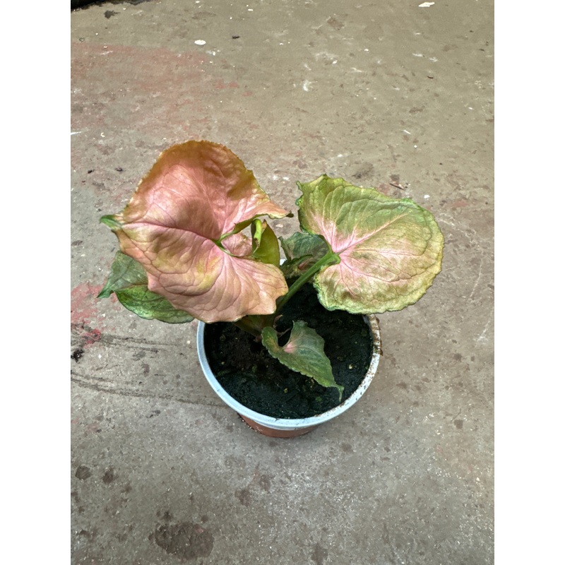 Syngonium Strawberry Ice|4″ Pot
