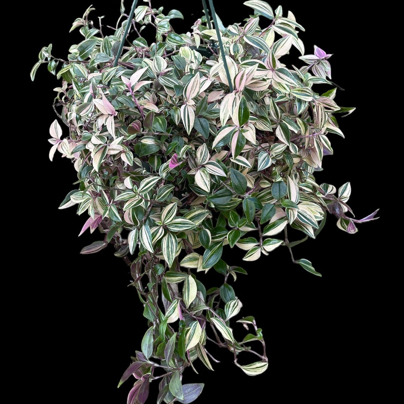 Tradescantia Rainbow|4″ Pot|6″ Hanging Basket|8″ Hanging Basket|10″ Hanging Basket