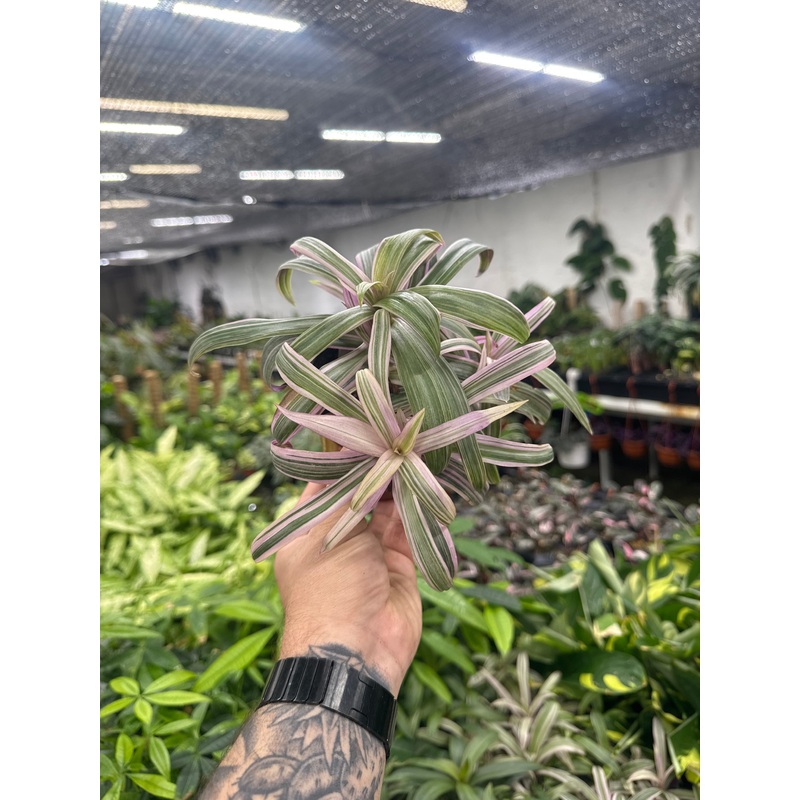 Tradescantia Spathacea Tricolor