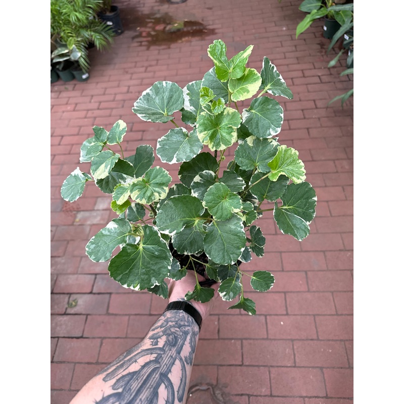Variegated Balfour Aralia