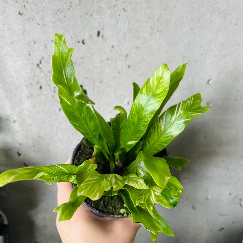 Variegated Birds Nest Fern|4 inch