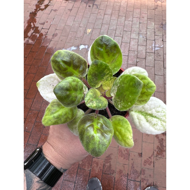 Variegated Sunrise Tide African Violet
