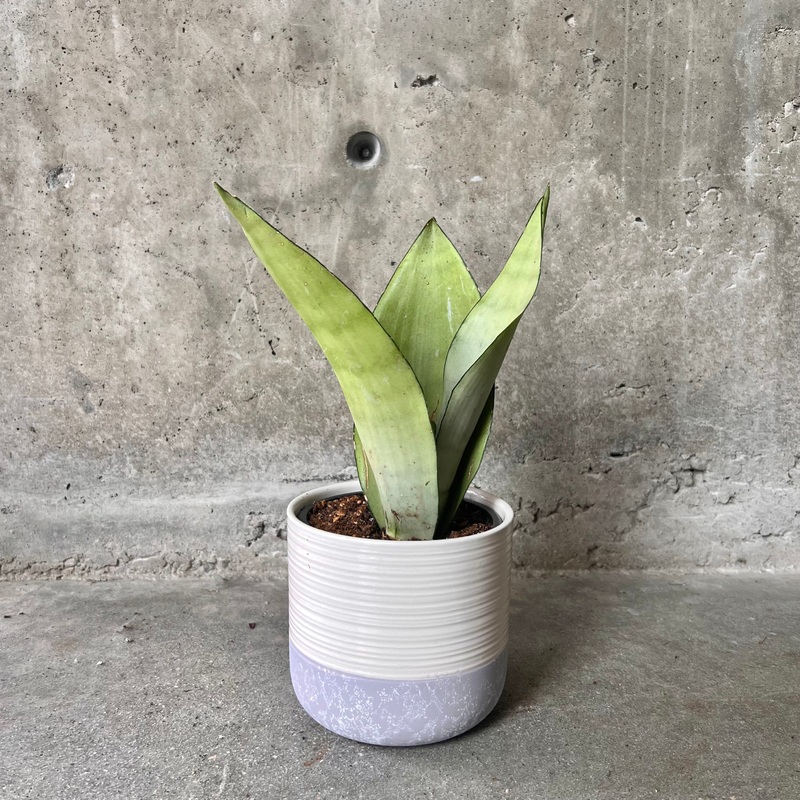 White Concrete Bottomed Planter