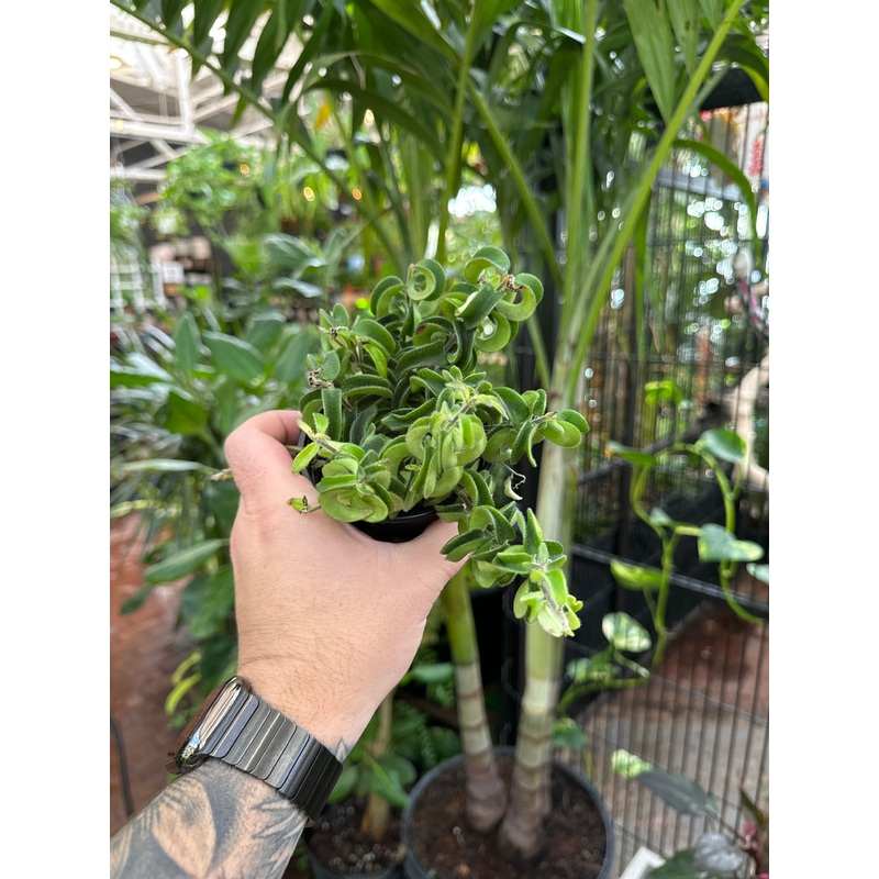 Aeschynanthus radicans ‘Twister’