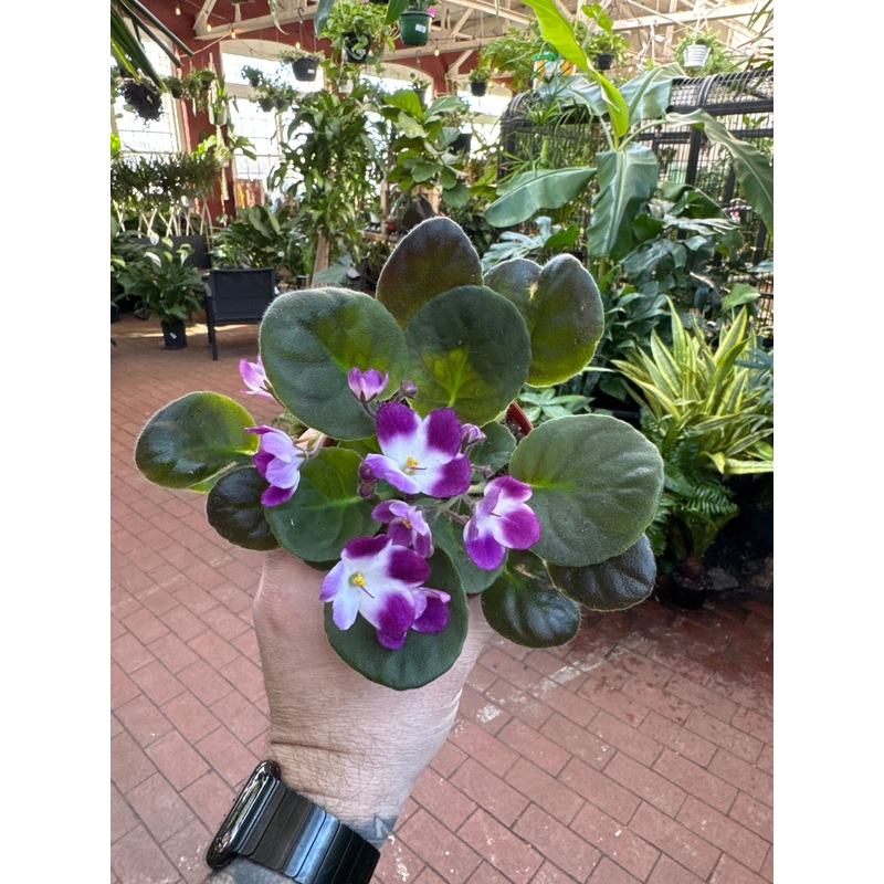 African Violet ‘Andrea’|4″ Pot
