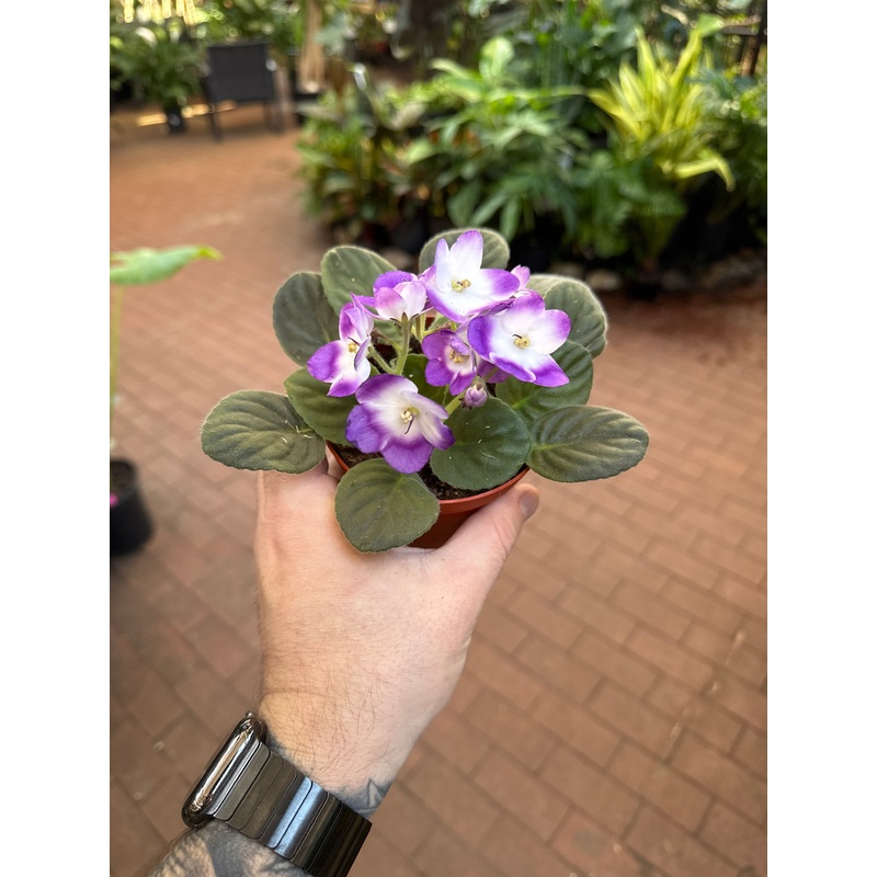 African Violet ‘Dali’|4″ Pot