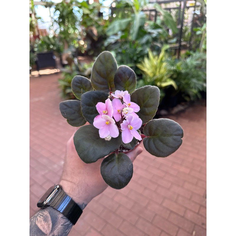 African Violet ‘IsaBell’|4″ Pot