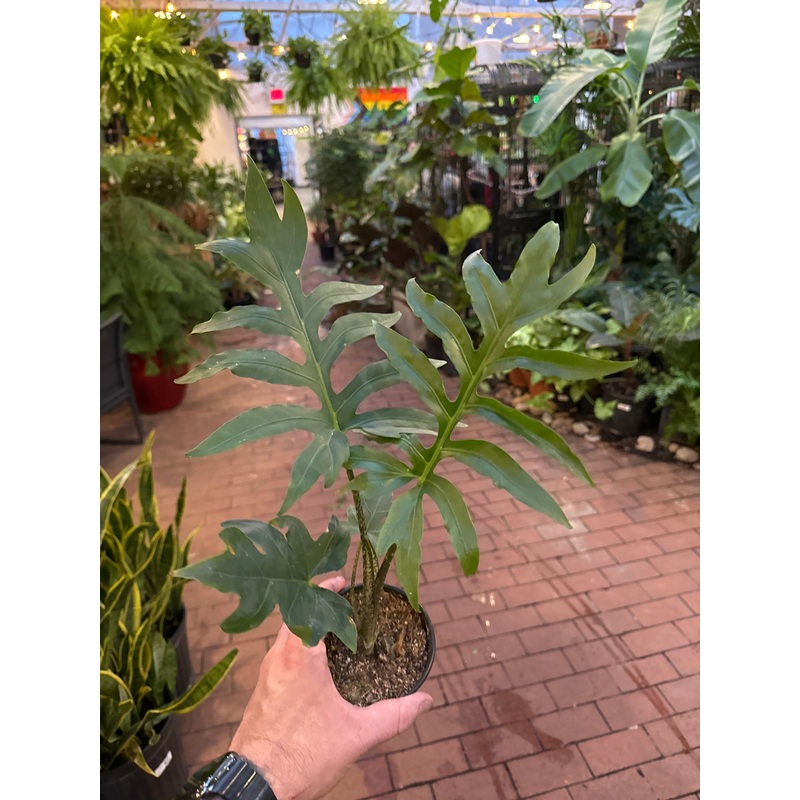 Alocasia brancifolia|4  Pot