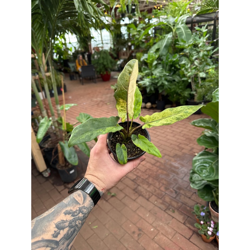 Alocasia lauterbachiana varieagata