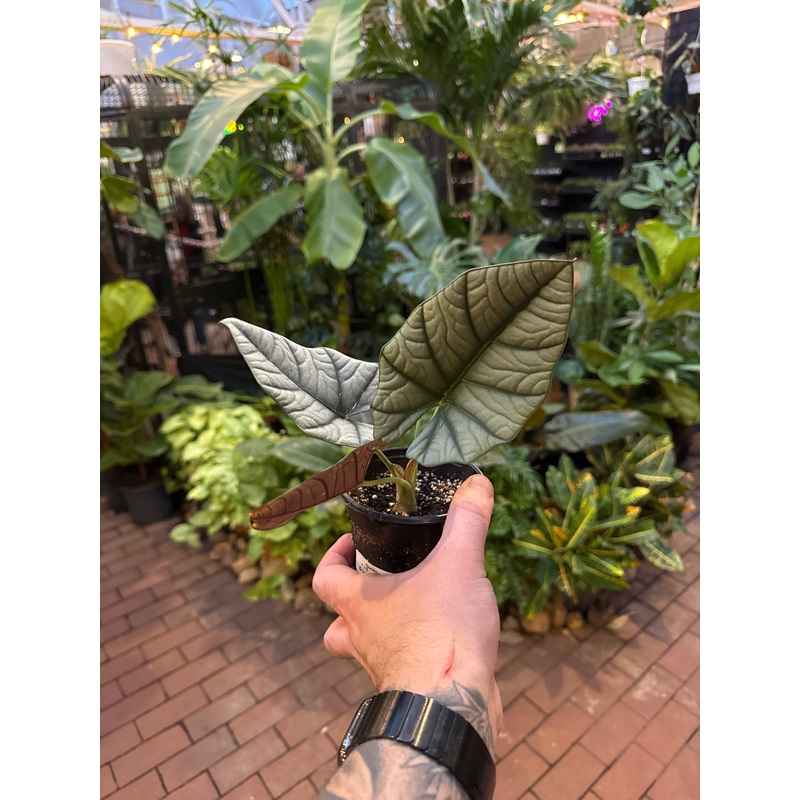 Alocasia reginae|4″ Pot|6″ Pot