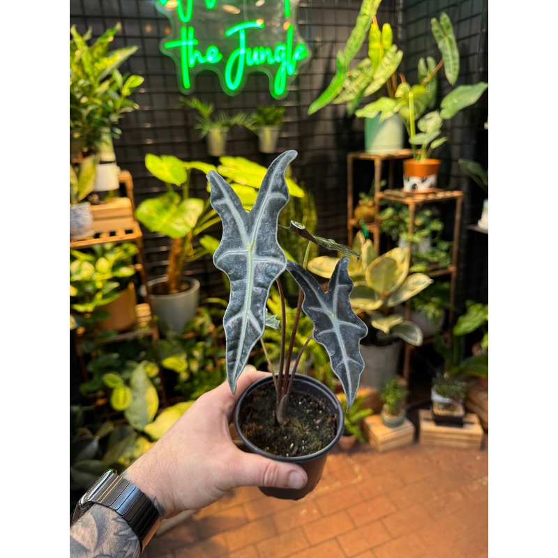 Alocasia sanderiana ‘Nobilis’|4  Pot