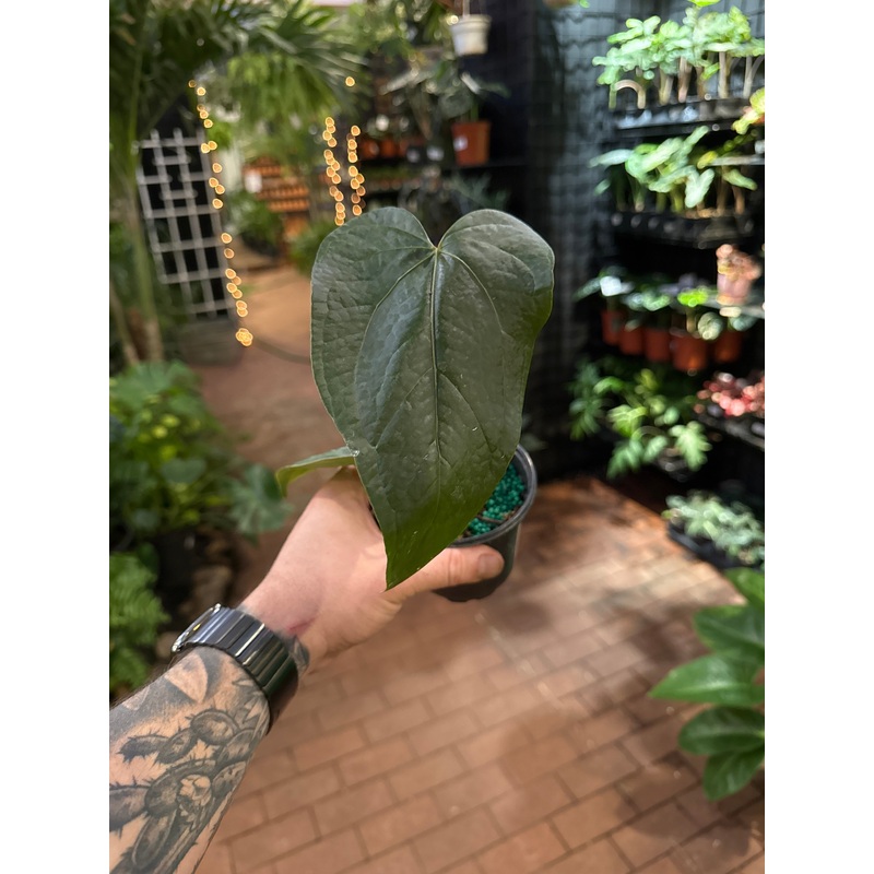 Anthurium ‘Queen of Hearts’|4″ Pot
