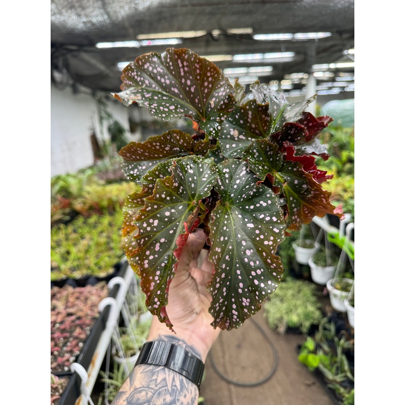 Begonia Cracklin Rosie|2.5″ Pot|4″ Pot|6″ Pot
