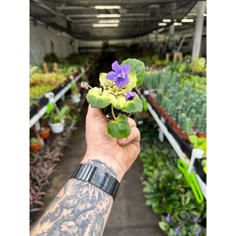 Biscayne Trail|2.5″ Pot