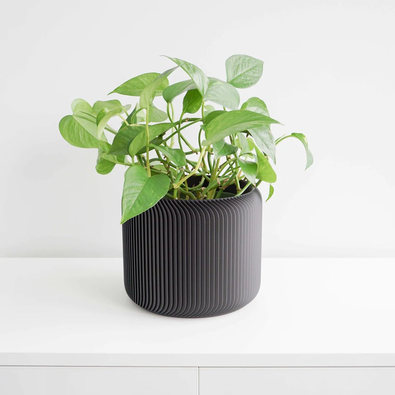 Black Pine Planter|2 inch|4 inch|6 inch