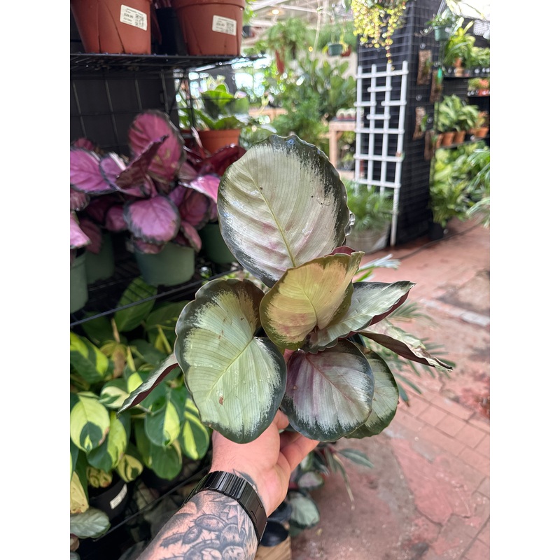 Calathea ‘Marion’|4″ Pot|6″ Pot