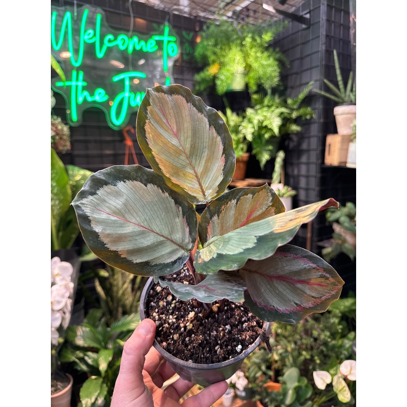 Calathea Roseopicta ‘Northern Lights