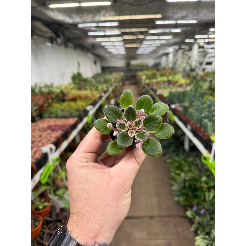 ‘Definitely Darryl’|2.5″ Pot