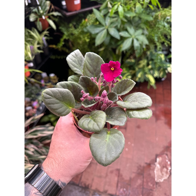 Delaware (Optimara)|4″ Pot