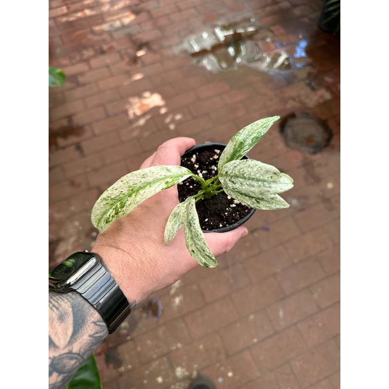 Epipremnum Giganteum Variegata