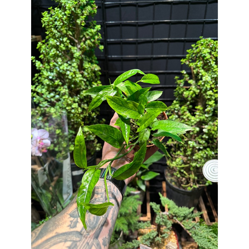 Epipremnum pinnatum ‘Skeleton Key’