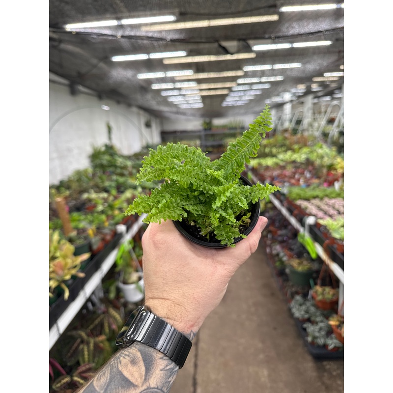 Fluffy Ruffles Fern|4″ Pot|6″ Pot|6″ Hanging Basket