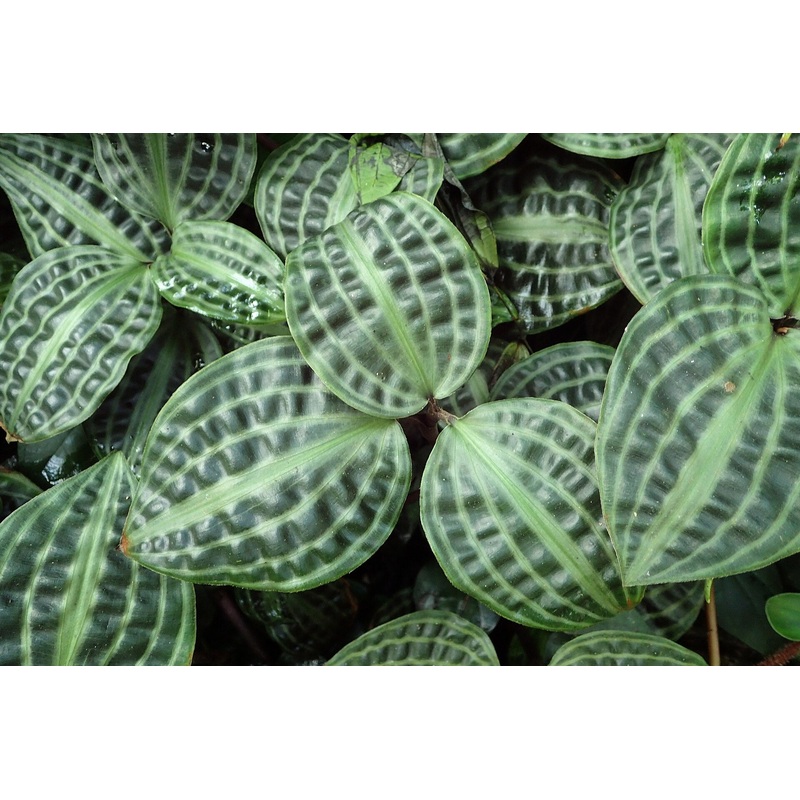 Geogenanthus poepigii|4″ Pot