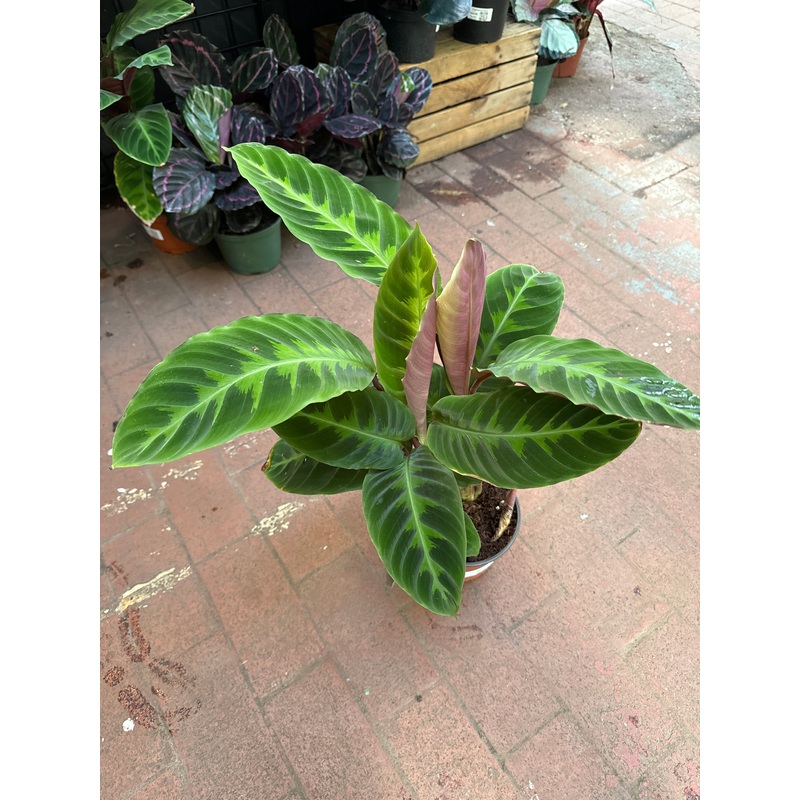 Goeppertia warcewiczii (Calathea)