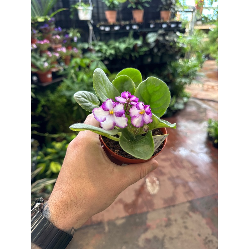 Harlequin (Optimara)|4″ Pot
