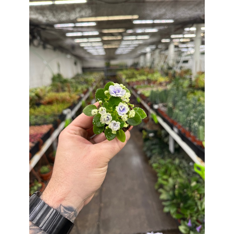 ‘Harmony’s Glacier’|2.5″ Pot