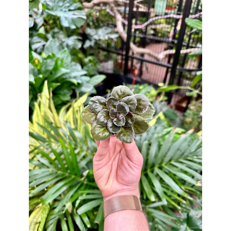 Harmony’s Golden Dawn|2.5″ Pot