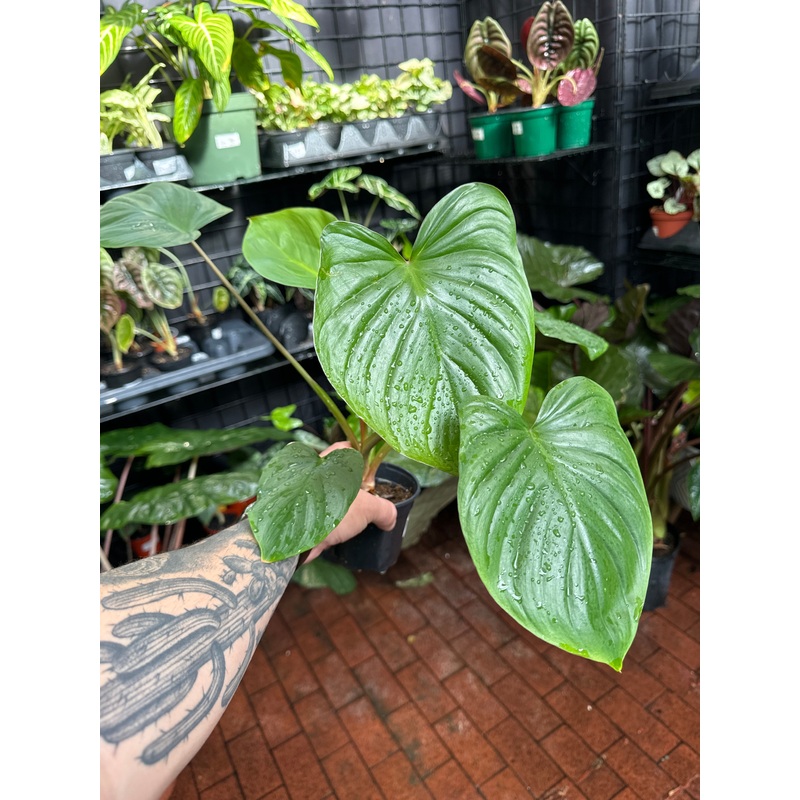 Homalomena Emerald Gem|4″ Pot